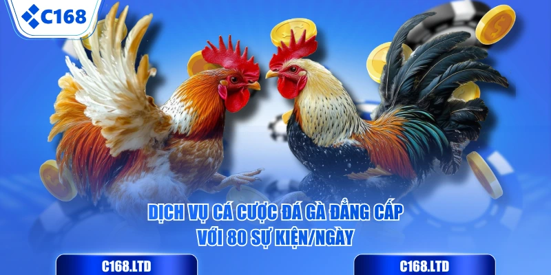 Dịch vụ cá cược đá gà đẳng cấp với 80 sự kiện/ngày